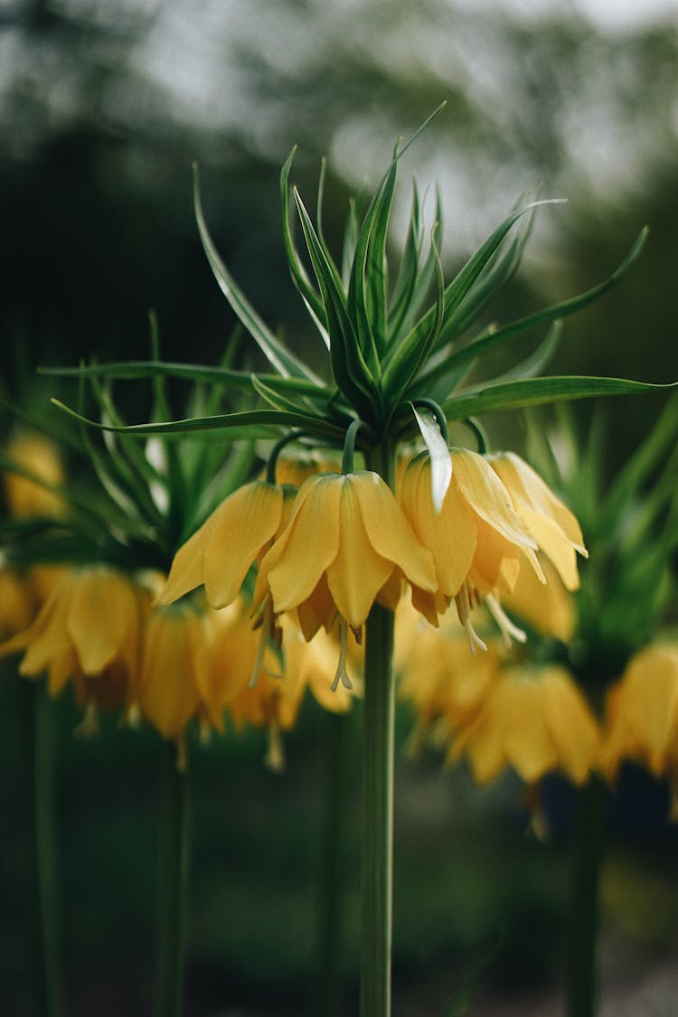 Blooming Crown Imperial Flowers