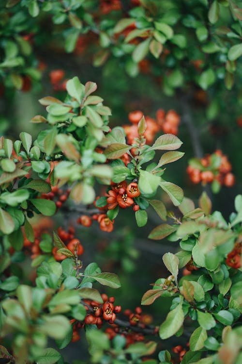 Gratis stockfoto met bloeiend, bloem fotografie, bloemblaadjes