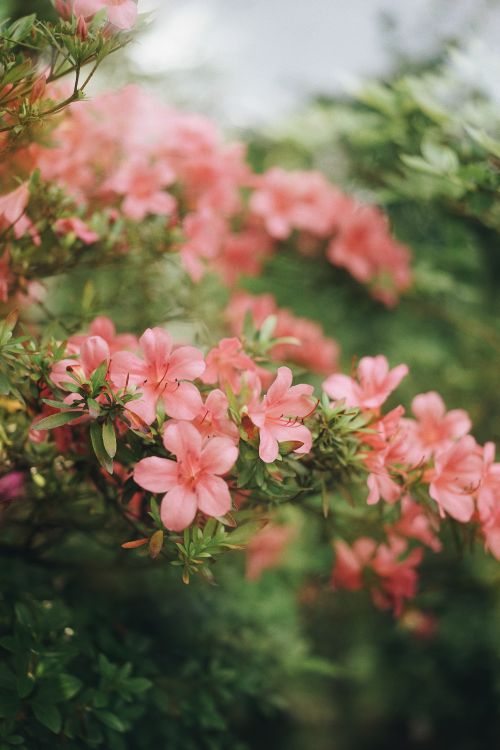 Free Close-up of pink azaleas blooming against a lush green background, capturing the beauty of spring. Stock Photo