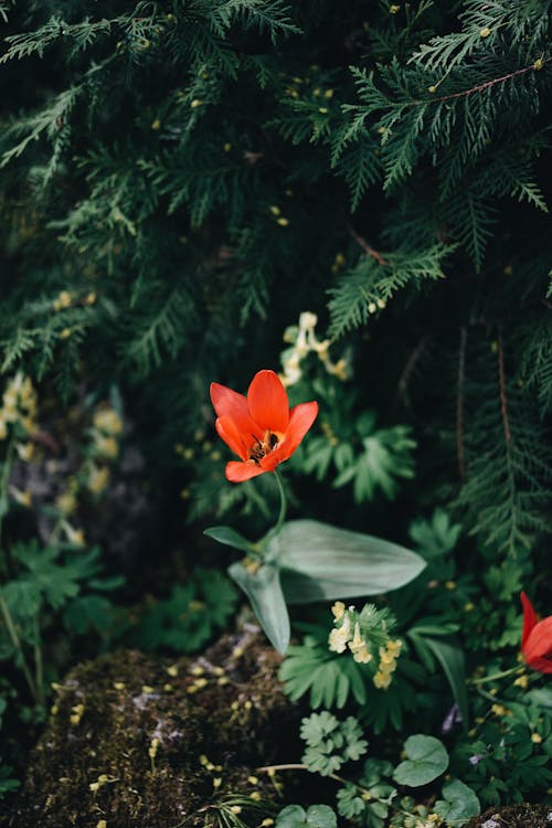 Fotos de stock gratuitas de amapola común, de cerca, flor roja