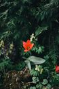 Red Flower With Green Leaves