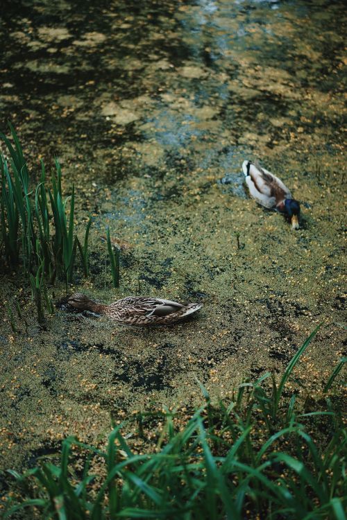 Free Serene image of two ducks swimming in an algae-covered pond surrounded by greenery. Stock Photo