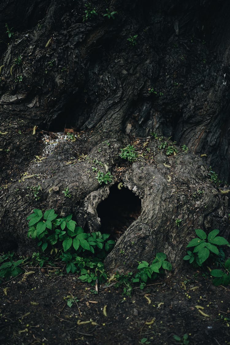 A Hollow At The Base Of A Tree