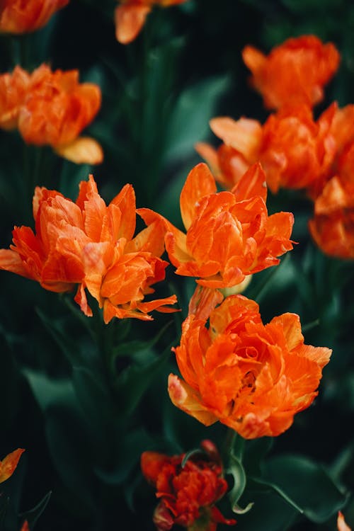 Imagine de stoc gratuită din a închide, flori portocalii, fotografie de flori