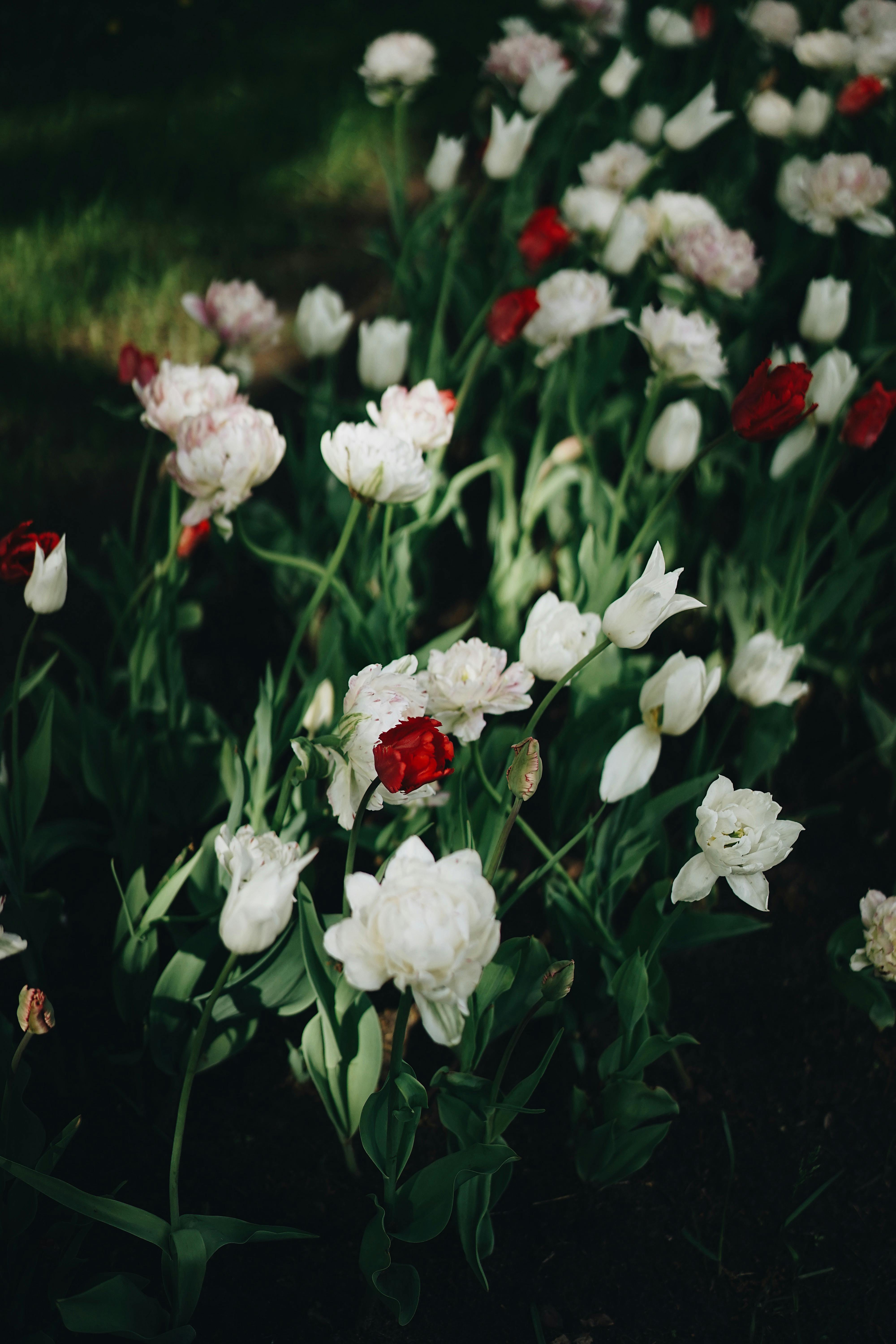 A serene garden scene with red and white tulips blooming under soft natural light, capturing spring's essence.