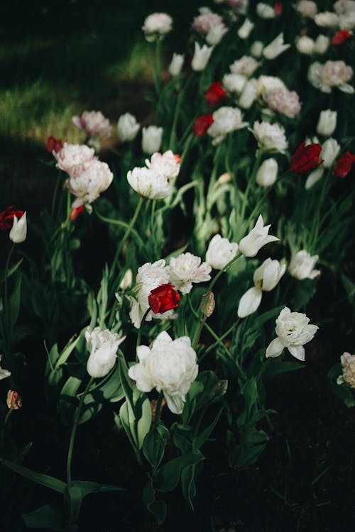 Gratis arkivbilde med blomsterblad, flora, hvite blomster