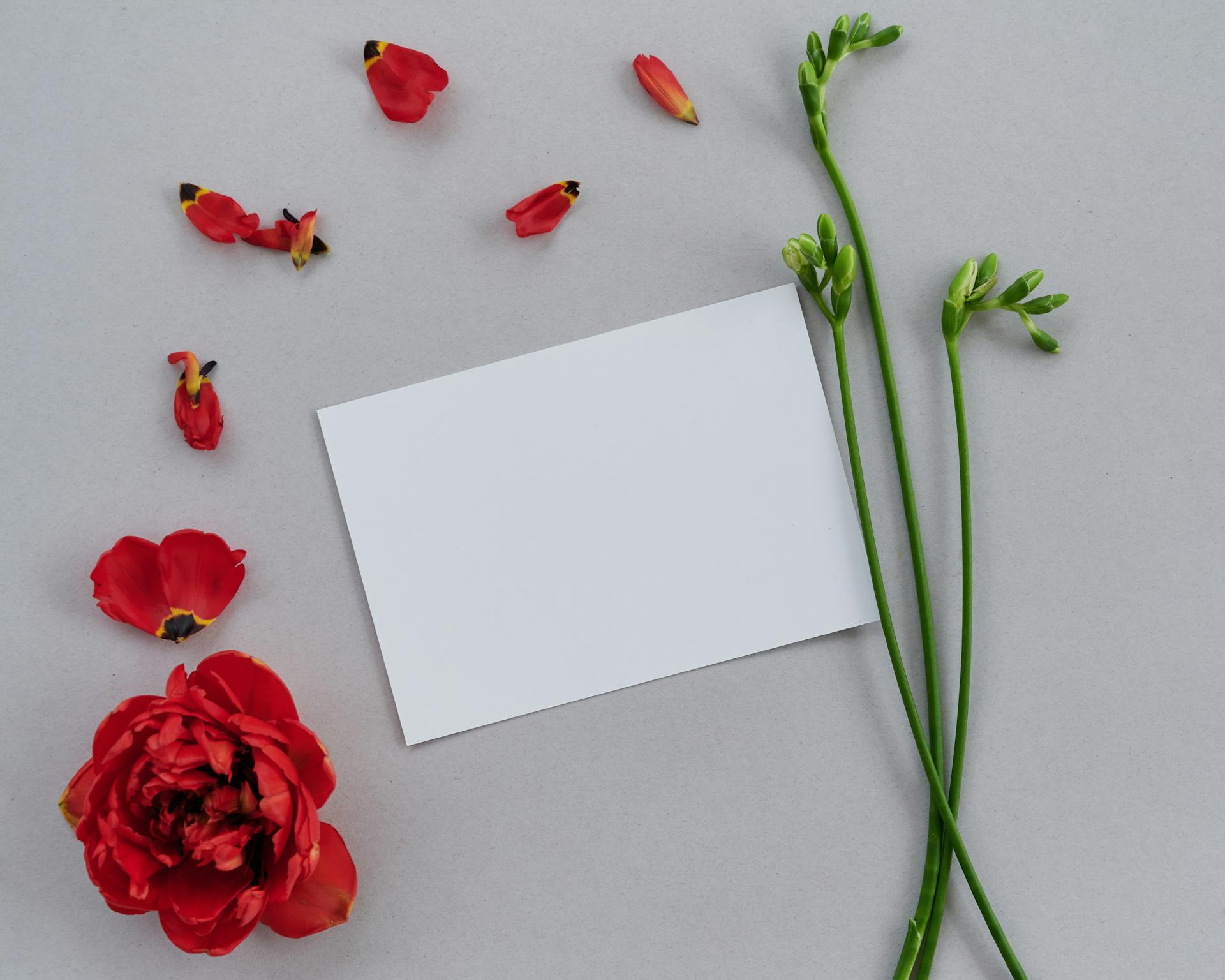 Red flowers and stems arranged around a blank white card on a grey background, suitable for messages or invitations.