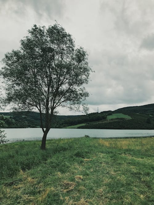 A Tree on a Field of Grass beside a Lake