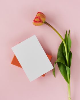 A vibrant red tulip and a blank card on a pastel pink background, perfect for various occasions.
