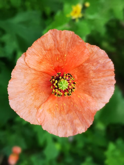 

A Close-Up Shot of a Poppy Flower