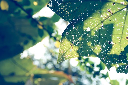 Close Photography of Green Leaf