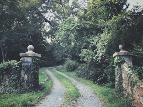 Grüne Bäume In Der Nähe Der Straße