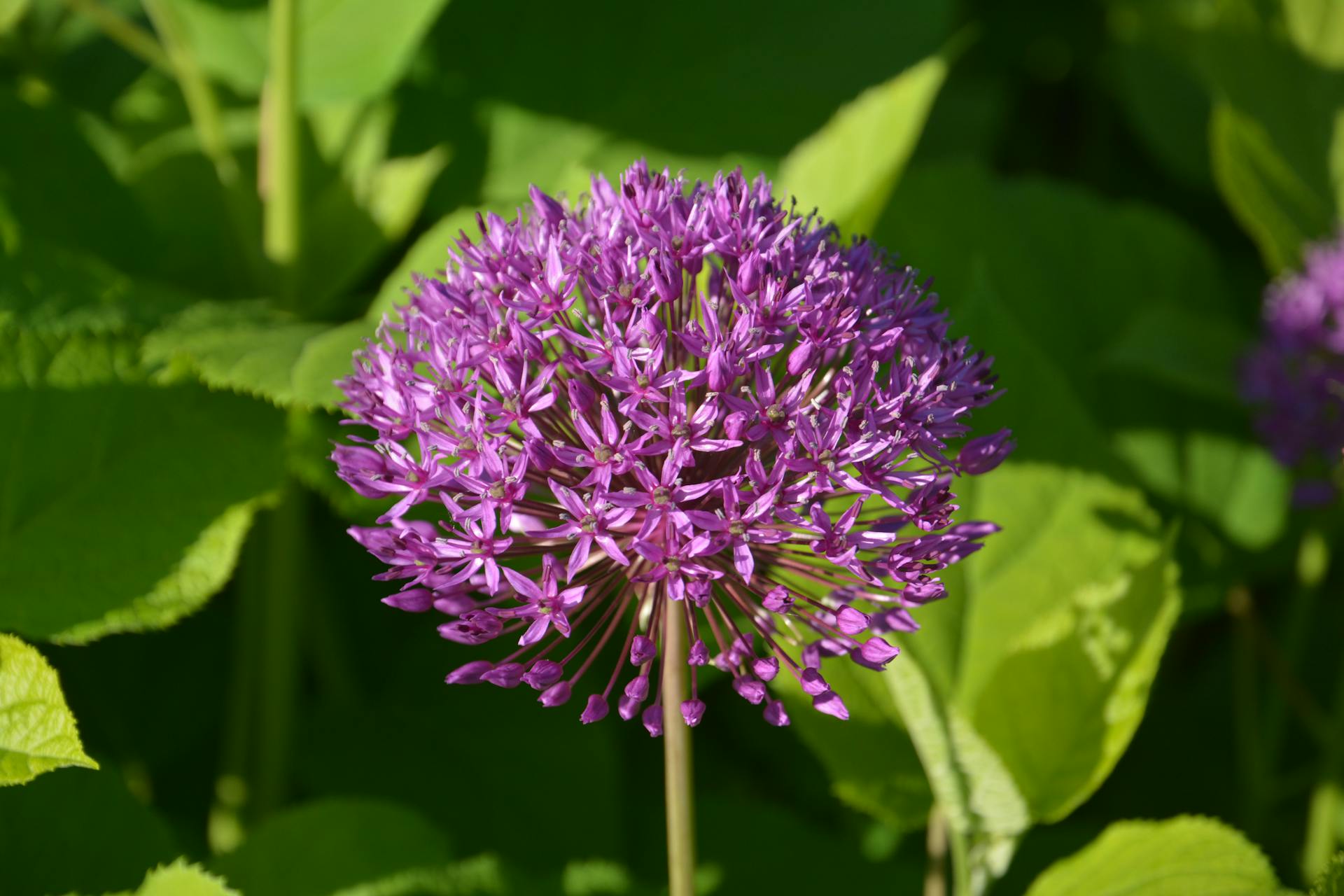 Purple Flower with Green Leaves Background