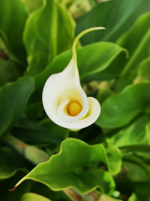 Základová fotografie zdarma na téma arum lily, bílá květina, calla lily