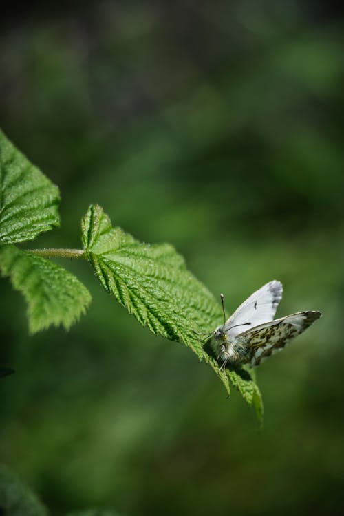 
A Macro Photography of a Butterfly on a Leaf