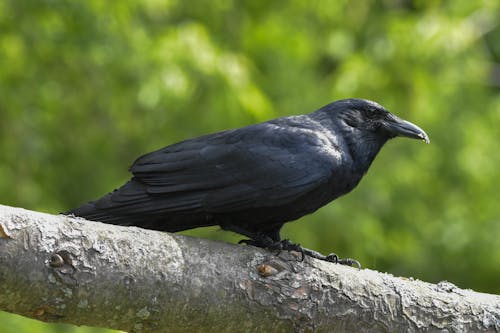 Photos gratuites de animal, arbre, aviaire