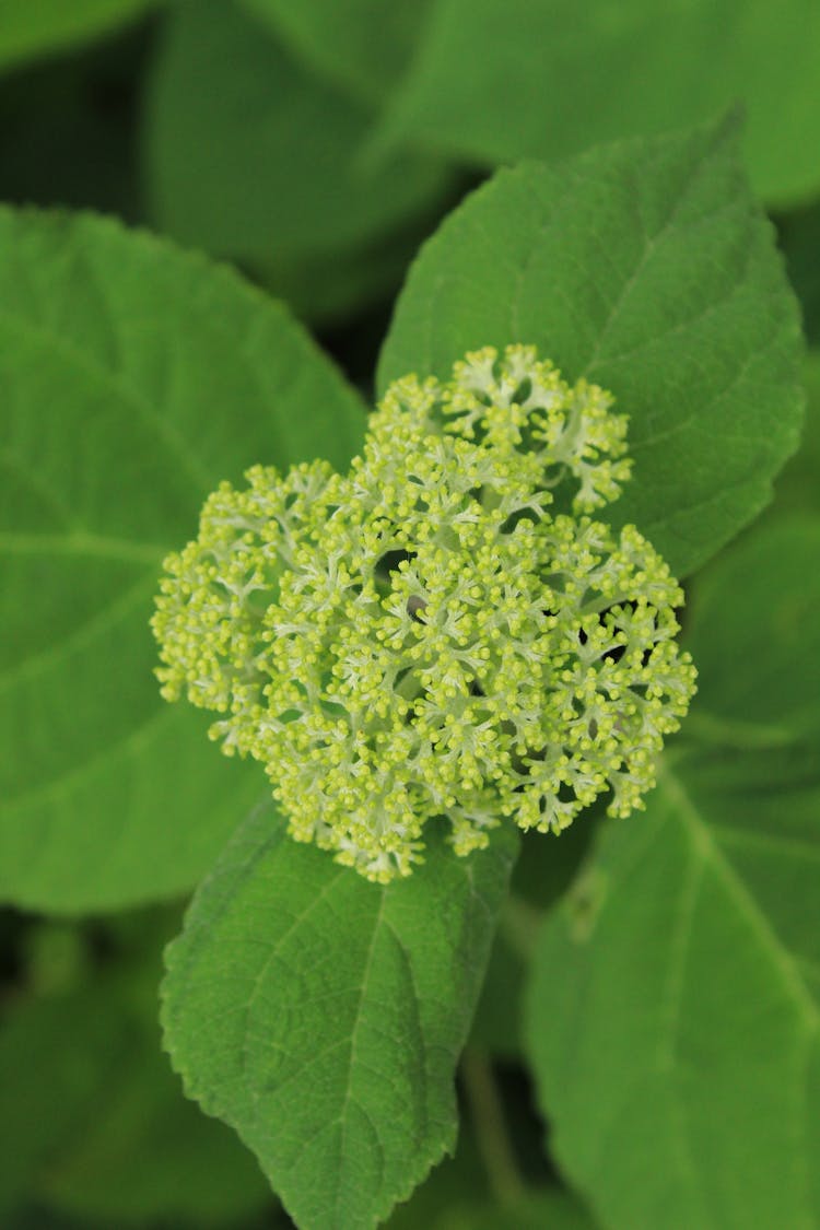 Macro Shot Of Smooth Hydrangea