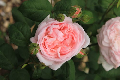 ピンクのバラ, フラワーズ, ぼやけて背景の無料の写真素材