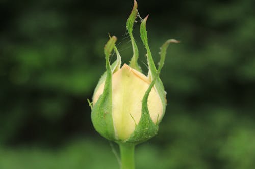 Gratis stockfoto met bloeiend, bloemknop, blurry achtergrond