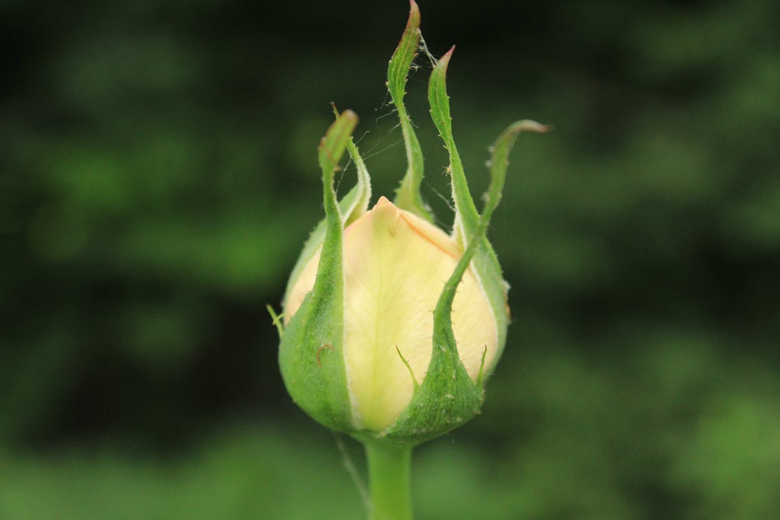 Imagine de stoc gratuită din a închide, boboc de floare, fundal neclar