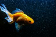 Free stock photo of animal, aquarium, aquatic