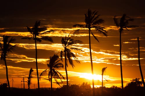 Palm Trees during Golden Hour