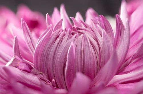 Free A stunning macro shot capturing the vivid pink petals of a blooming chrysanthemum flower, set against a blurry background. Stock Photo