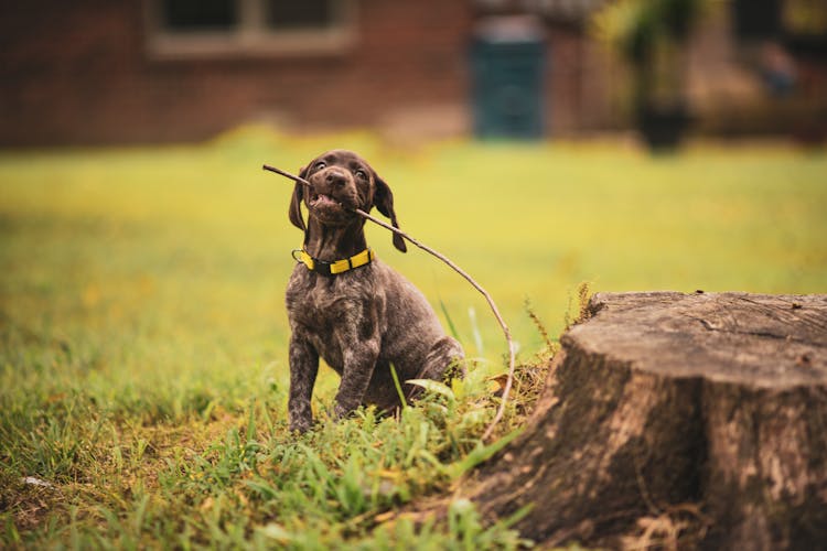 A Puppy With A Stick 