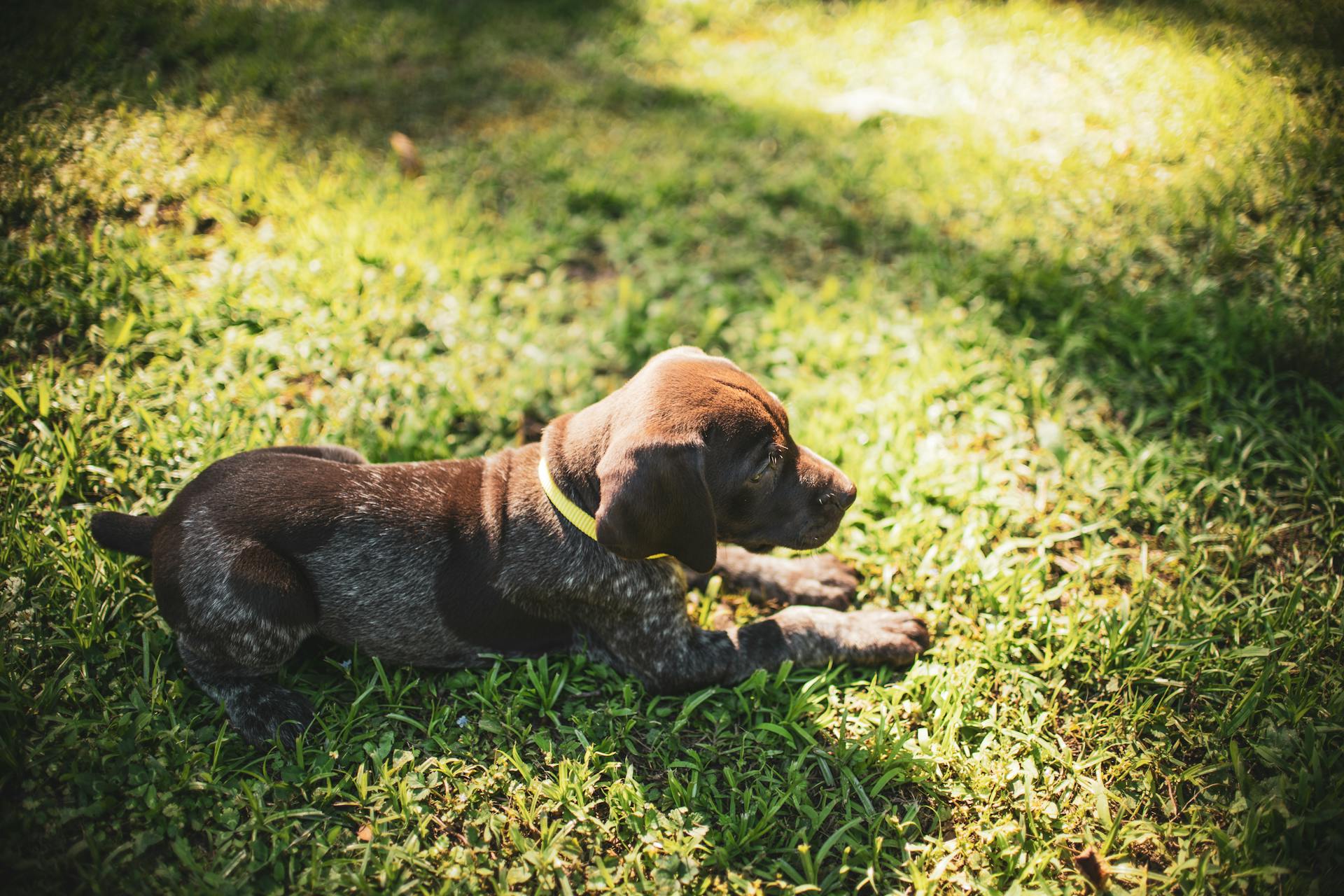 Een puppy die op groen gras ligt