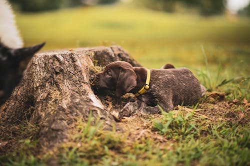 Gratis lagerfoto af dyrefotografering, grønt græs, hund