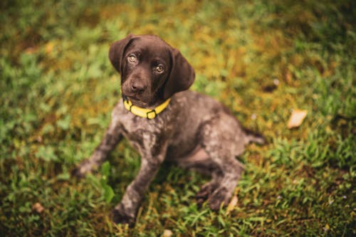 Free A Puppy on the Grass  Stock Photo