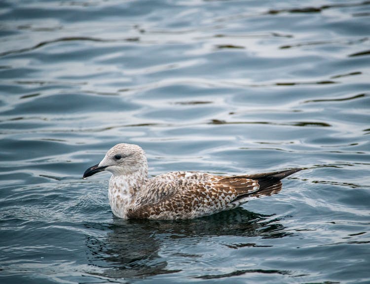 White Gull In The Lake