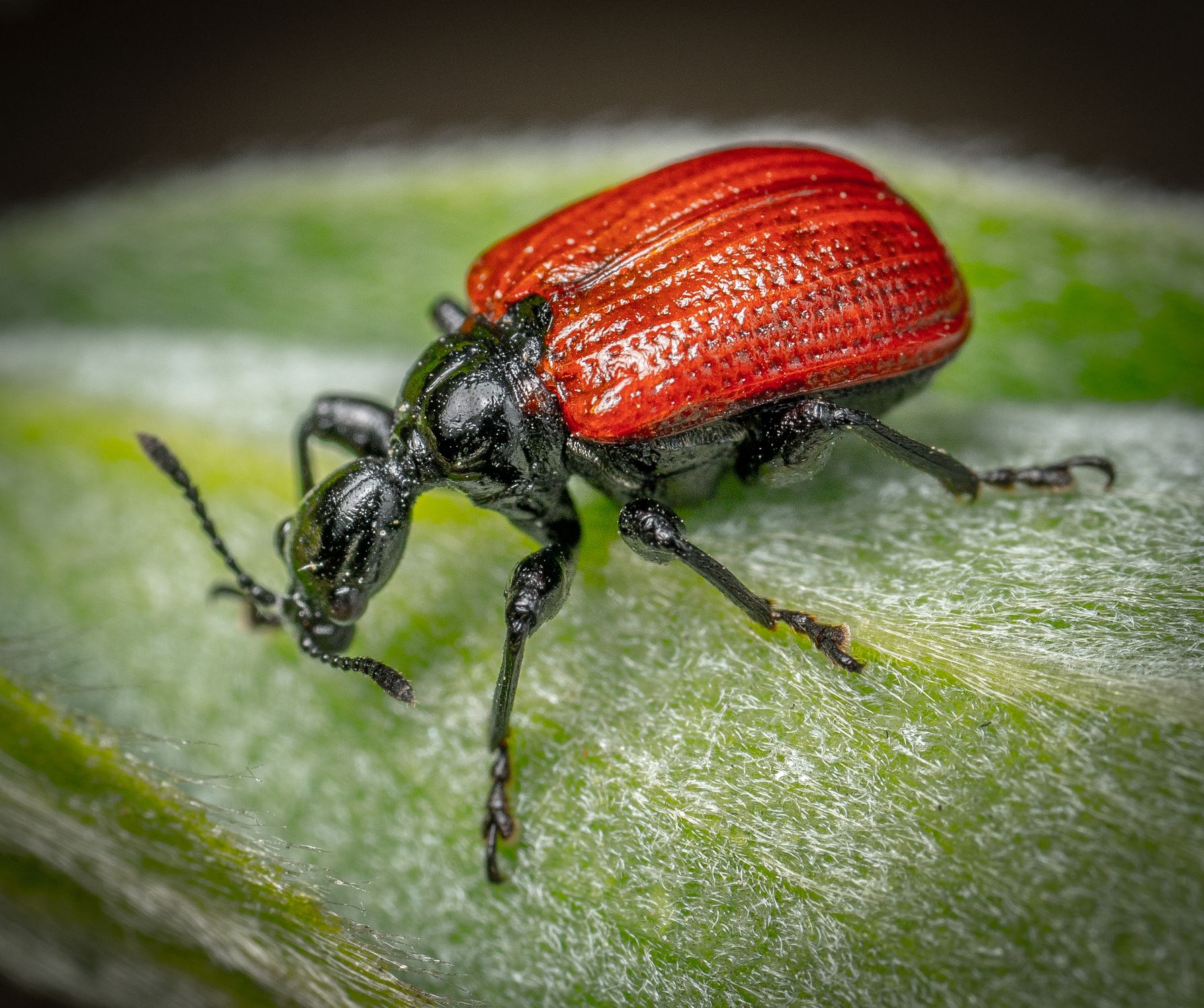 Abit Insect A Macro Shot of a Attelabidae Insect · Free Stock Photo