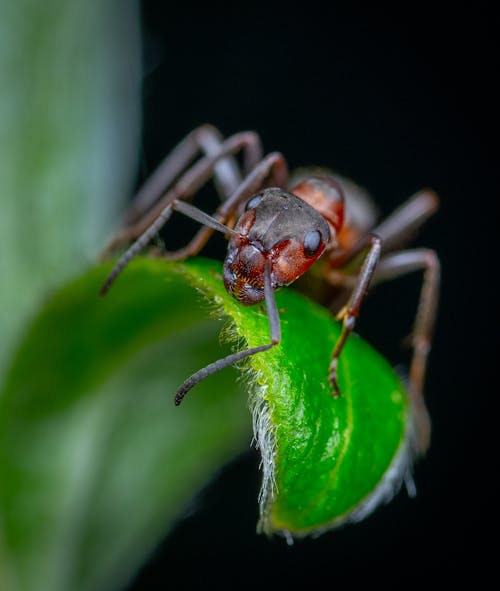Free Photos gratuites de fourmi de bois rouge, insecte, photo macro Stock Photo
