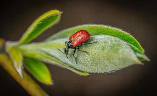 Ingyenes stockfotó beetle, közelkép, levelek témában