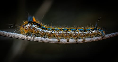 Blue and Black Caterpillar in Macro Photography