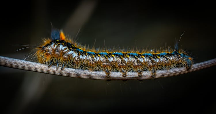 Blue And Black Caterpillar In Macro Photography