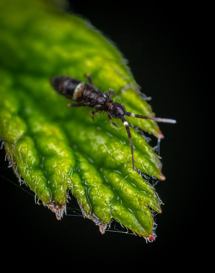 
A Macro Shot Of A Springtail Insect On A Leaf