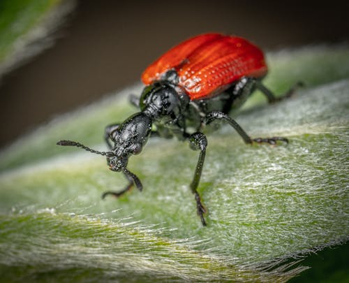 Red and Black Beetle on Green Leaf in Macro Photography
