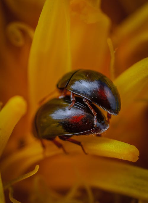 Безкоштовне стокове фото на тему «phalacridae, блискучі жуки, екстремальний закри»