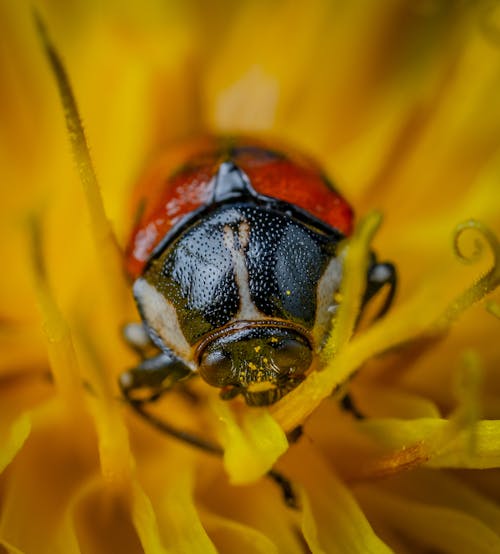 Ingyenes stockfotó beetle, közelkép, makró felvétel témában