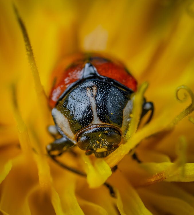 Imagine de stoc gratuită din a închide, automobil beetle, floare galbenă