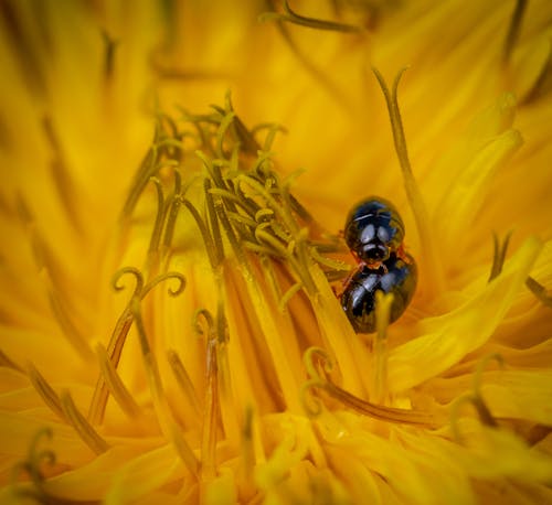 A Macro Shot of Phalacridae Insects on a Yellow Flower