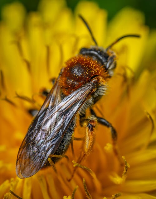 Free  Bee Perched on Pollen of Flower Stock Photo