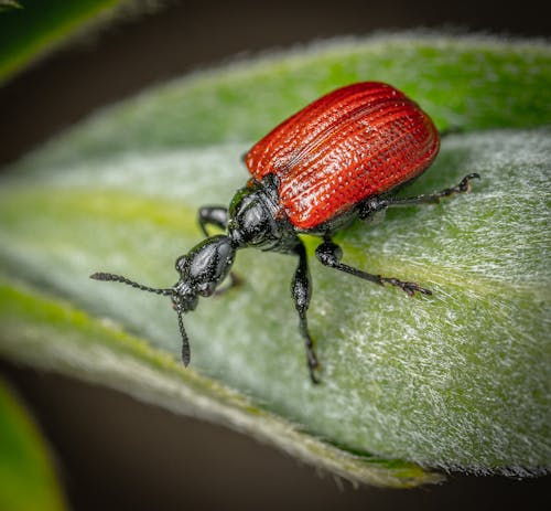 Red and Black Beetle on Green Leaf 