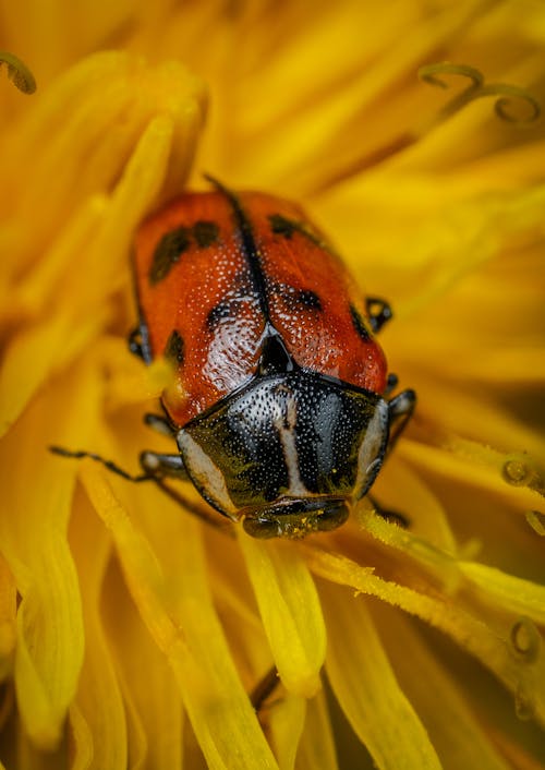 Close up Shot of a Beetle