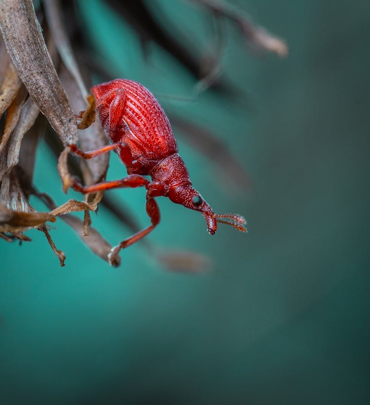 Macro Photography Of A Weevil