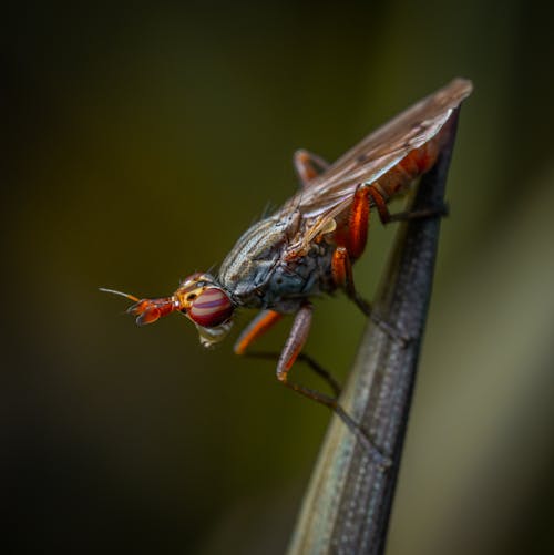 Gratis lagerfoto af dyrefotografering, dyreliv, entomologi Lagerfoto