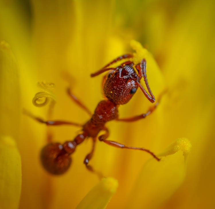 Macro Shot Of A Ant