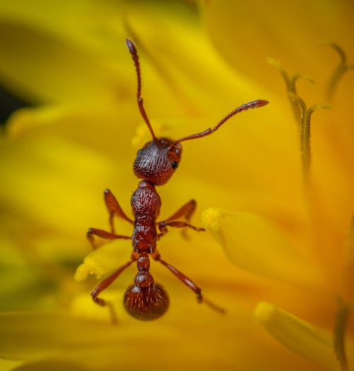 Free Photos gratuites de fourmi rouge, insecte, myrmica Stock Photo